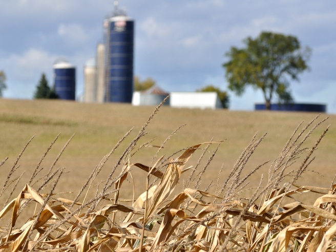 Twin Harvestore silos in the backdrop of a corn field. The corn in the foreground looks like a bountiful harvest may indeed fill the silos