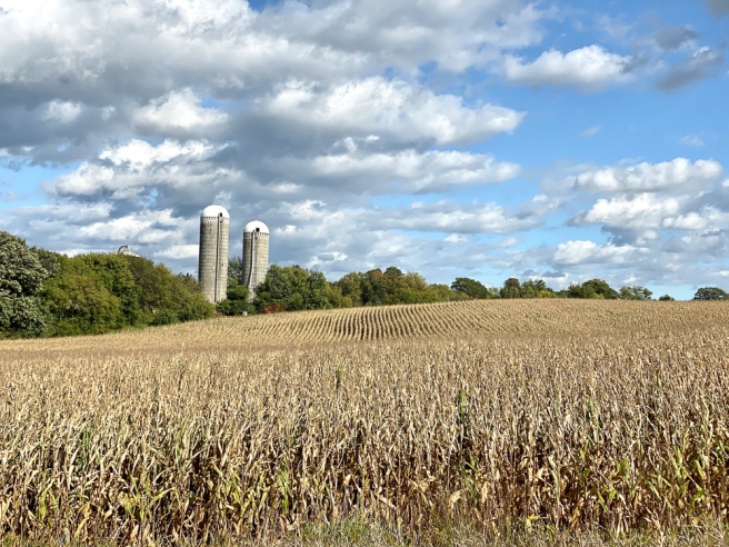 Carver county farm with twin silos cornfield foreground